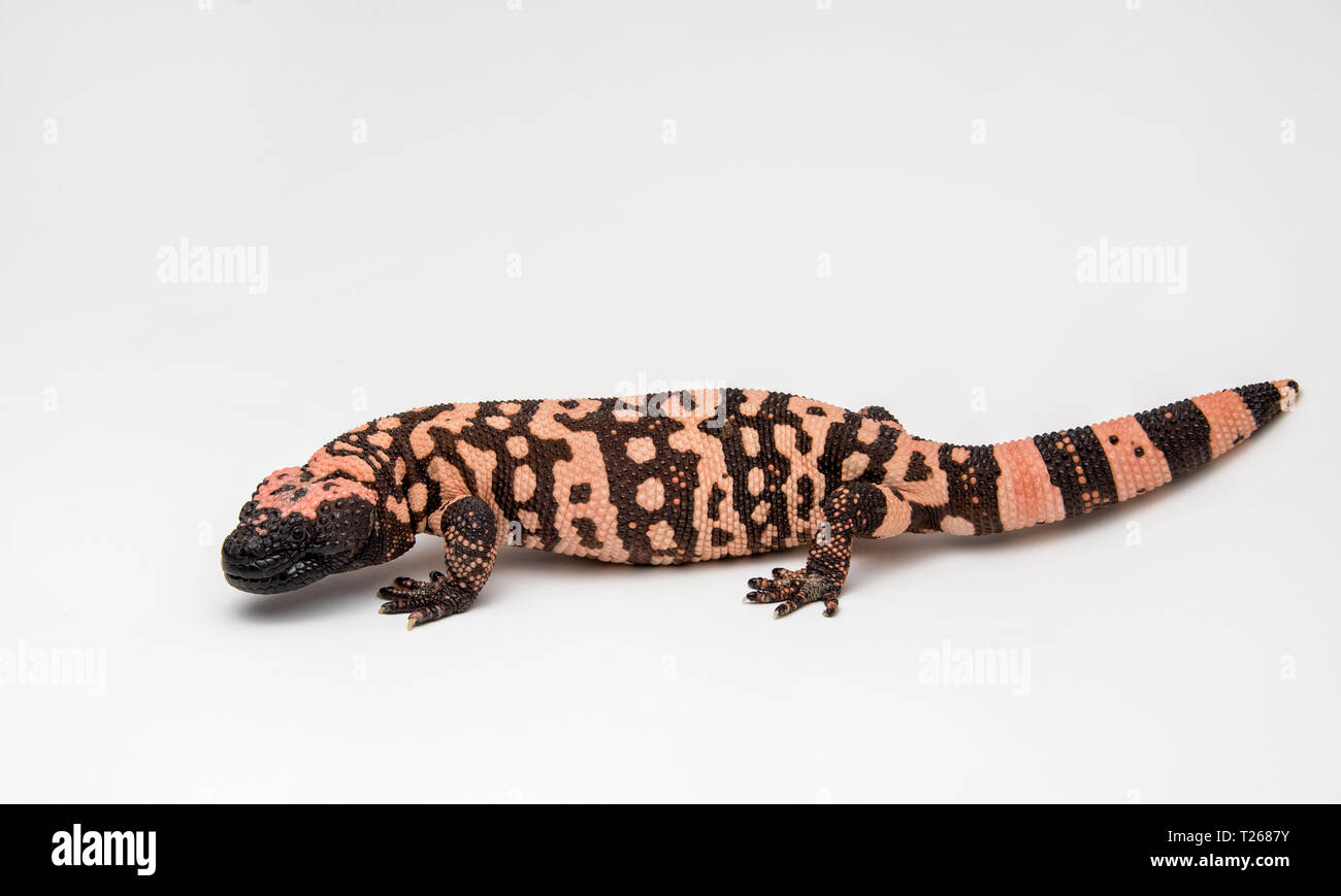 Gila Monster - Heloderma suspectum - on a White Background Stock Photo