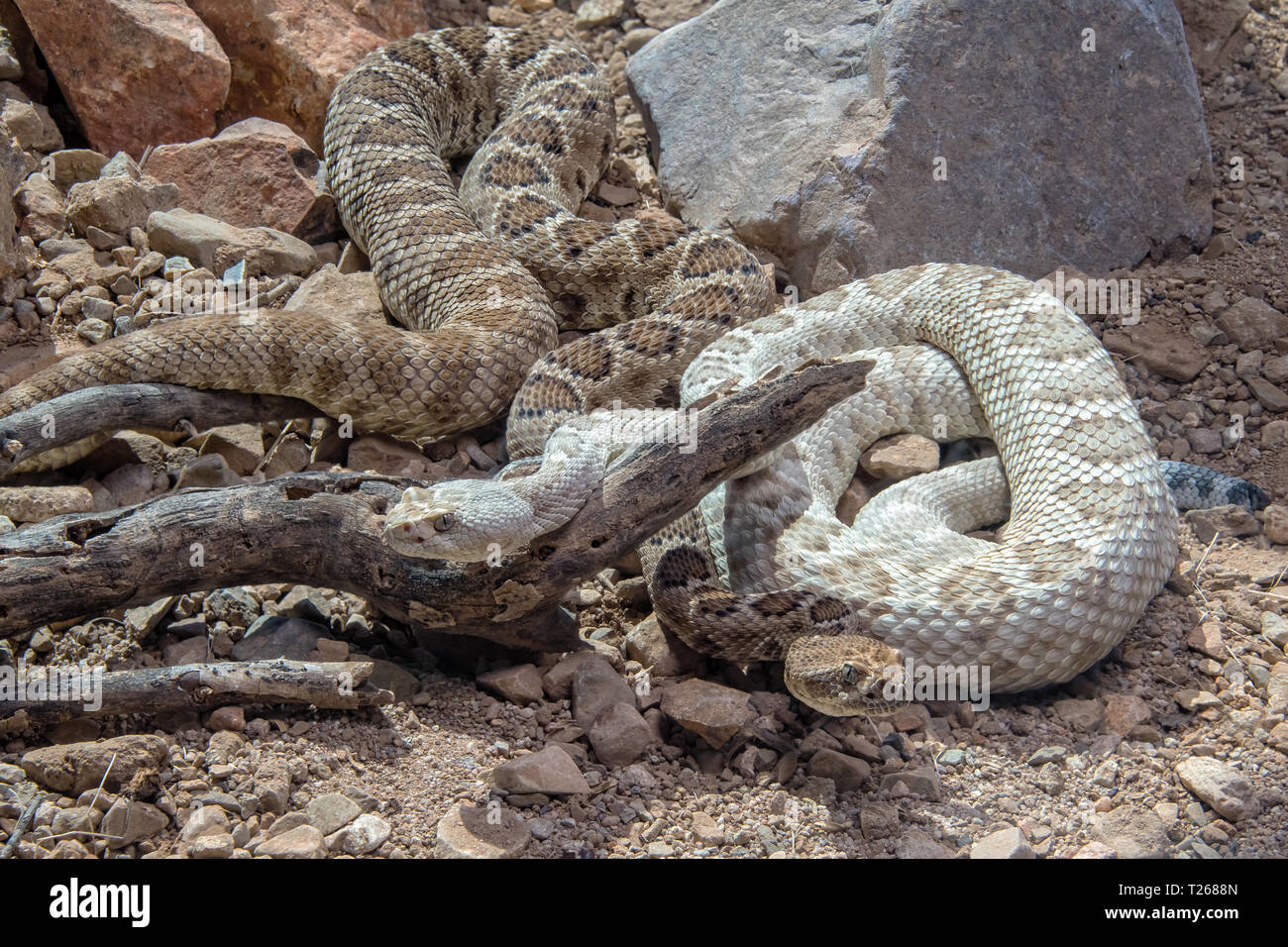 Two Santa Catalina Rattlesnakes Coiled Together Stock Photo