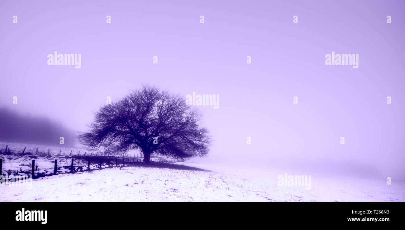 tree, snow, fence, freezing fog, mist, cold, Sherrifmuir, Scotland, UK. Stock Photo