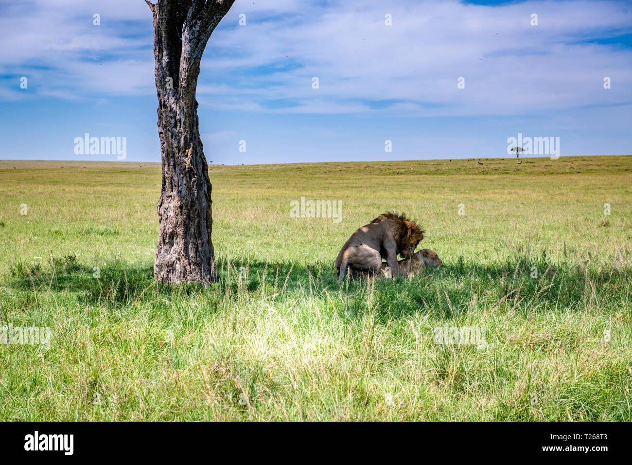 Two lions (Panthera leo) mating in the grass in Maasai Mara National ...