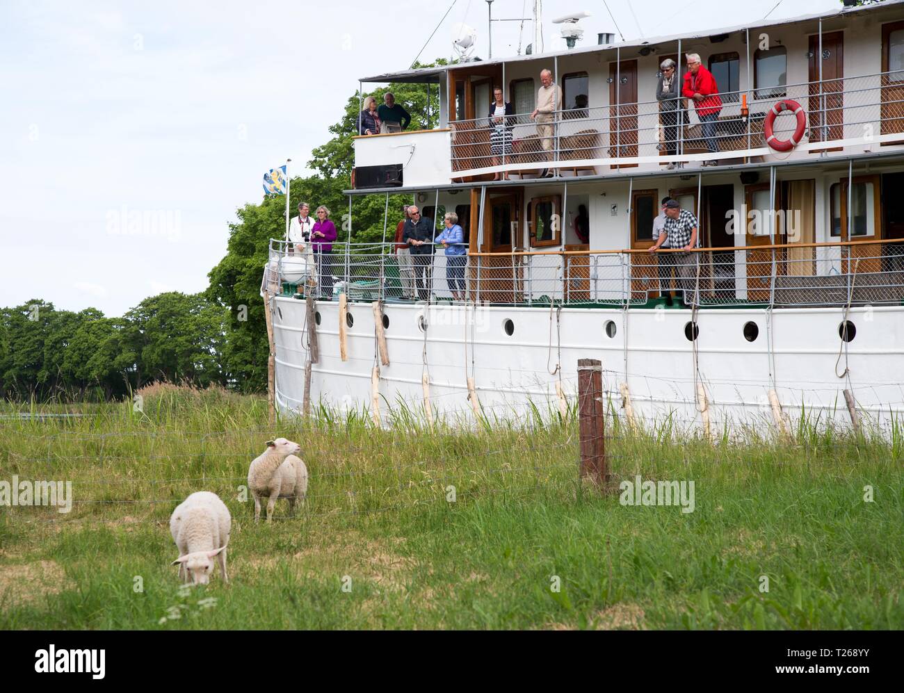 BORENSBERG 2016-06-16 The canal boat Wilhelm Tham, on the Göta Canal, passes a sheep garden. Photo Jeppe Gustafsson Stock Photo