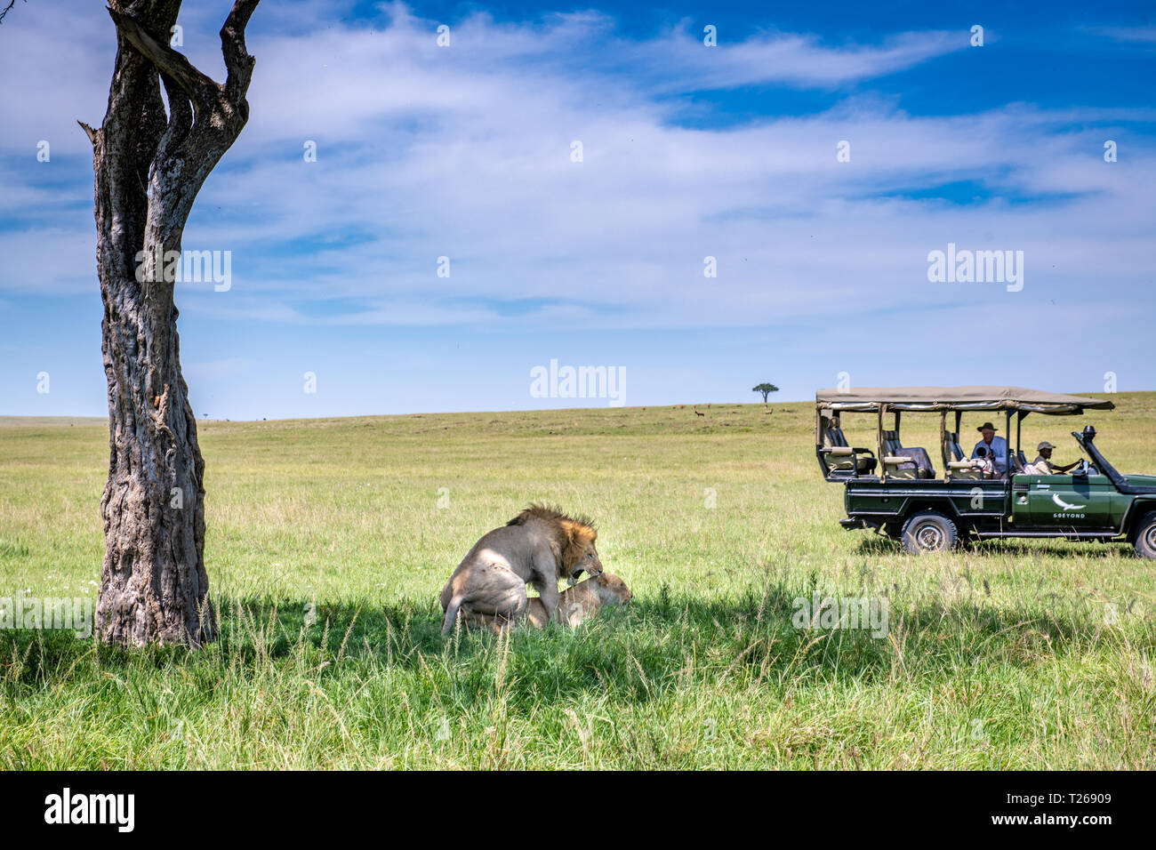 Two lions (Panthera leo) mating in the grass in Maasai Mara National ...