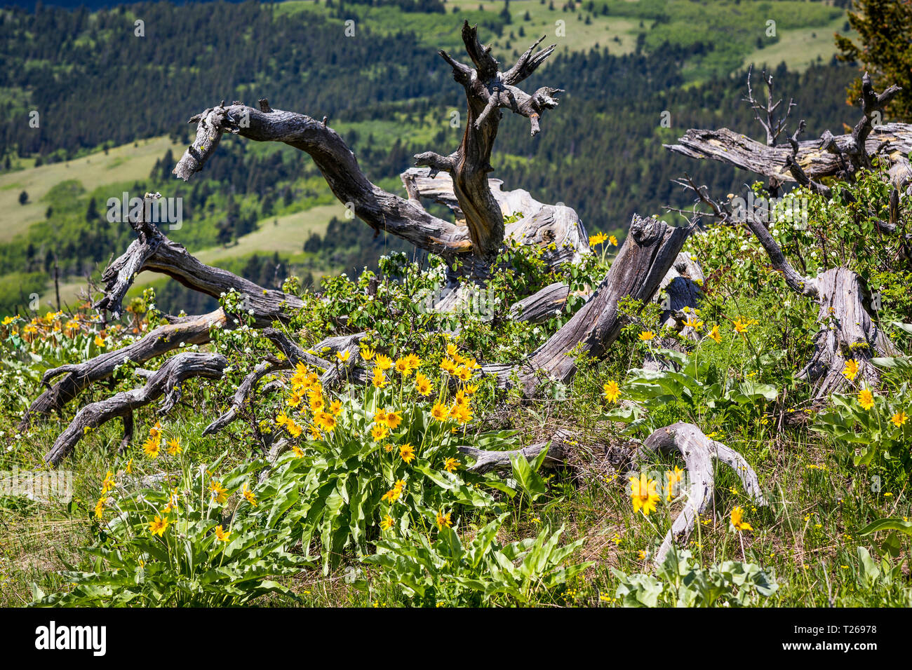 Rocky mountain white pine hi-res stock photography and images - Alamy