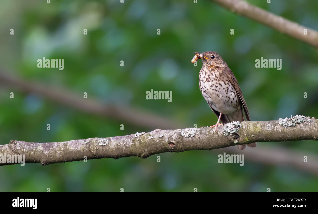 Adult song thrush holding food for nestlings Stock Photo