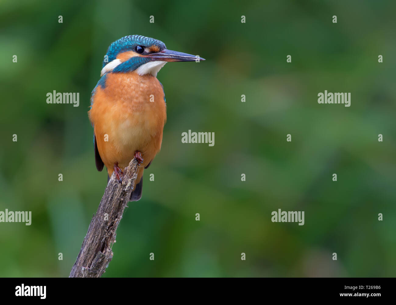 Common kingfisher posing with intent stare over grass Stock Photo