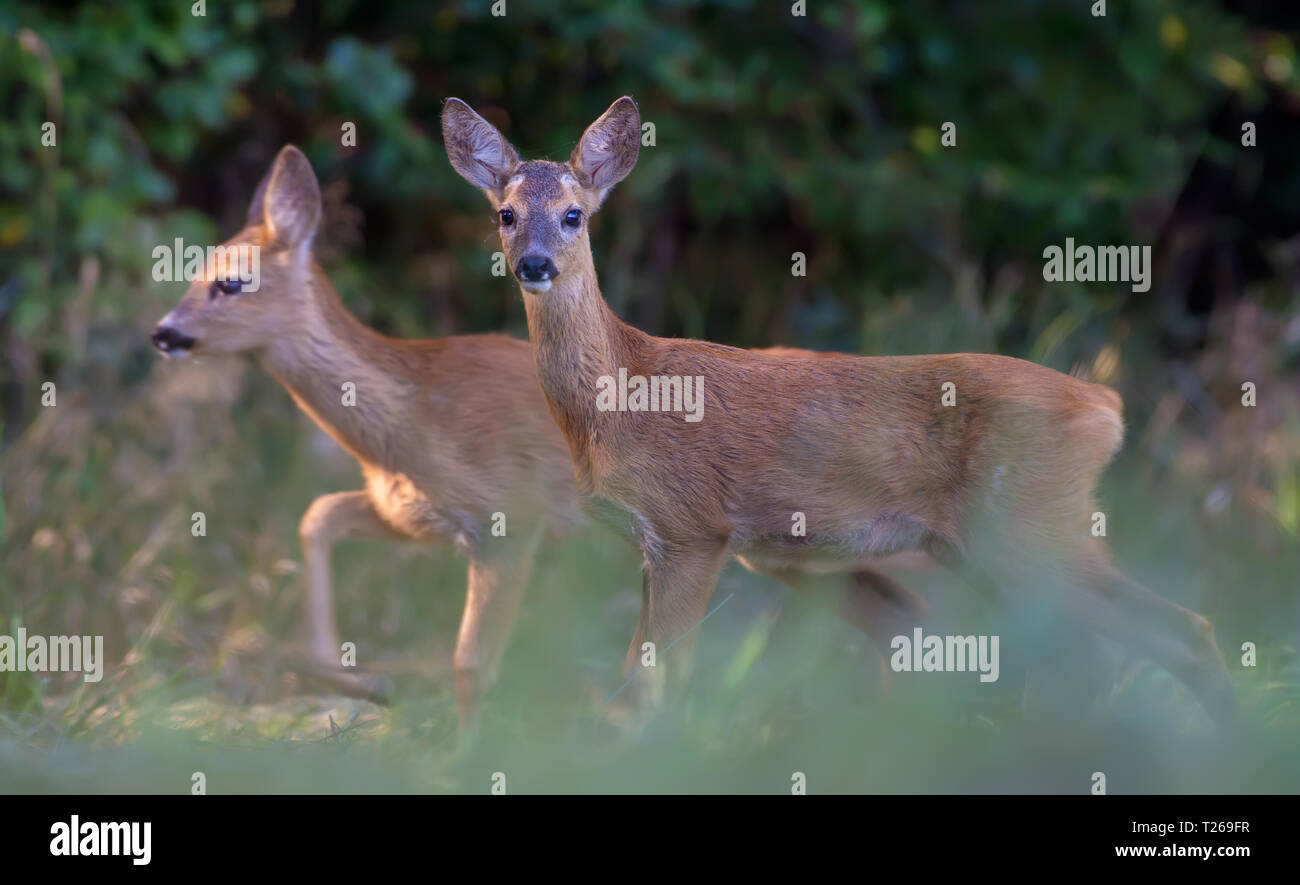 Pair of Young Roe deers funny matching together Stock Photo