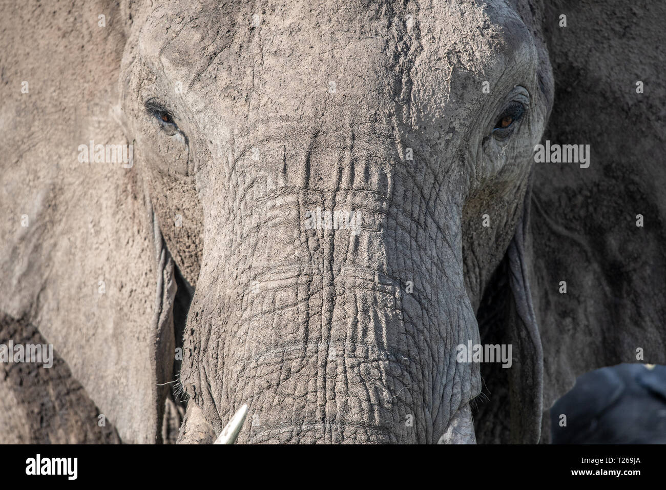 Close up of the face of an African bush elephant (Loxodonta africana