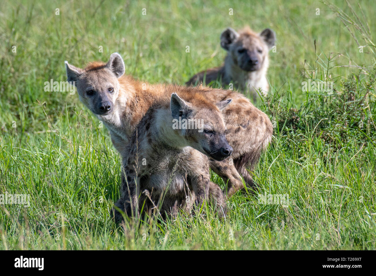 Spotted Hyenas Crocuta Crocuta Also Known As The Laughing Hyena Maasai Mara National Reserve Kenya Stock Photo Alamy