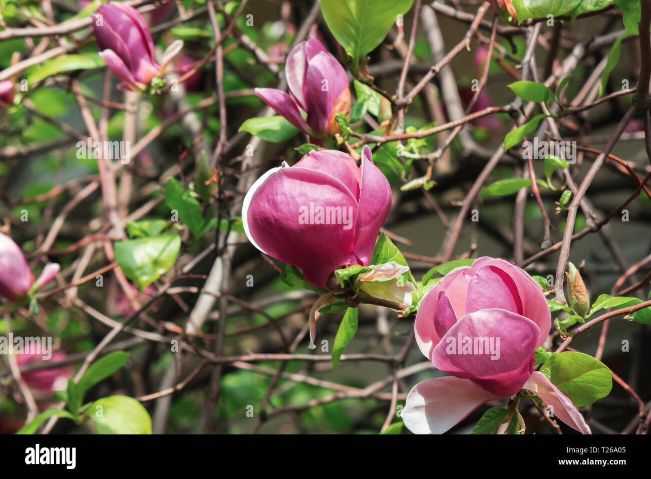purple magnolia blossom. beautiful nature background in sunny springtime weather. Stock Photo