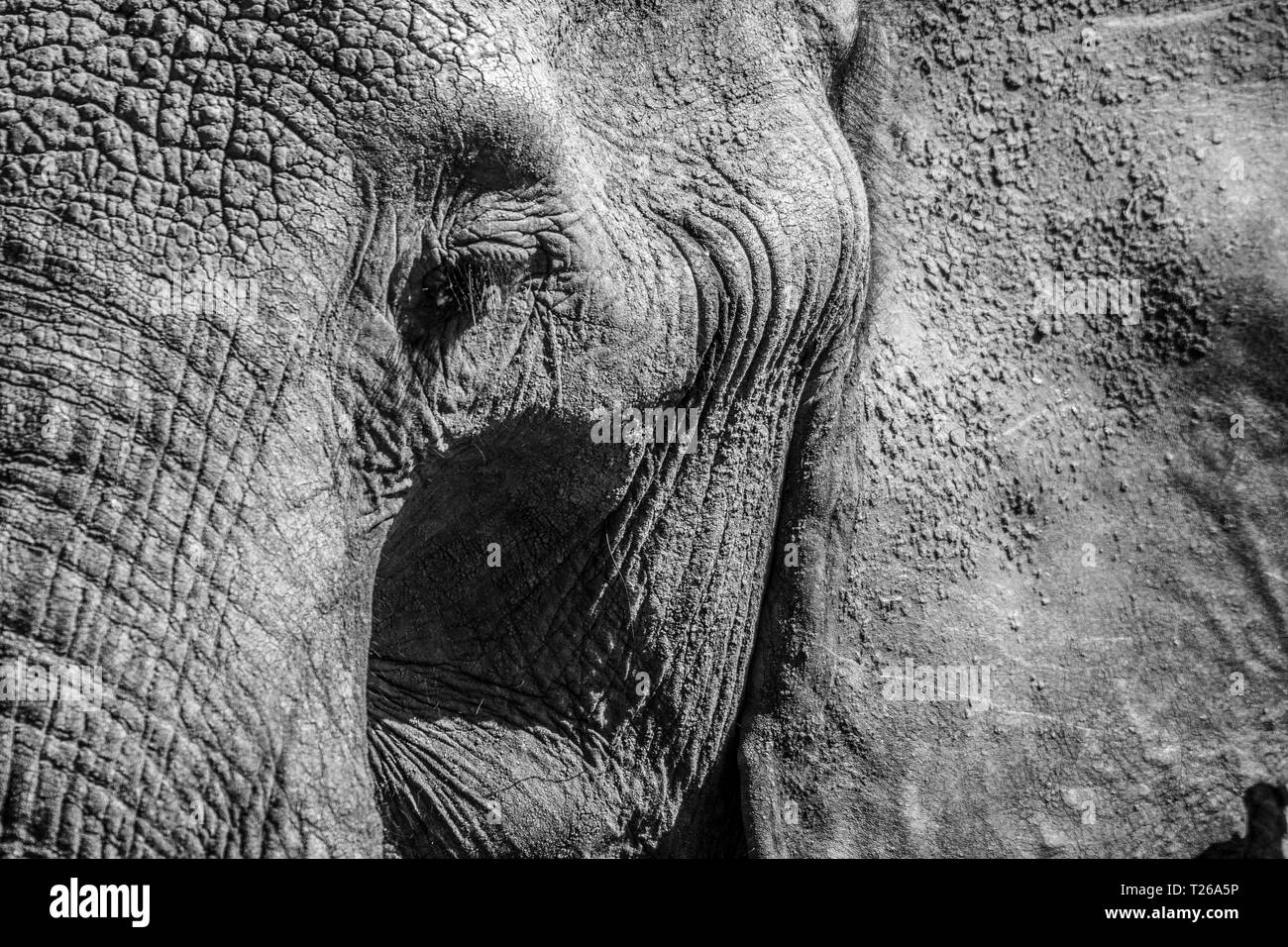 A close up of the eye on an African bush elephant (Loxodonta africana), aka African savanna elephant in Maasai Mara National Reserve , Kenya Stock Photo