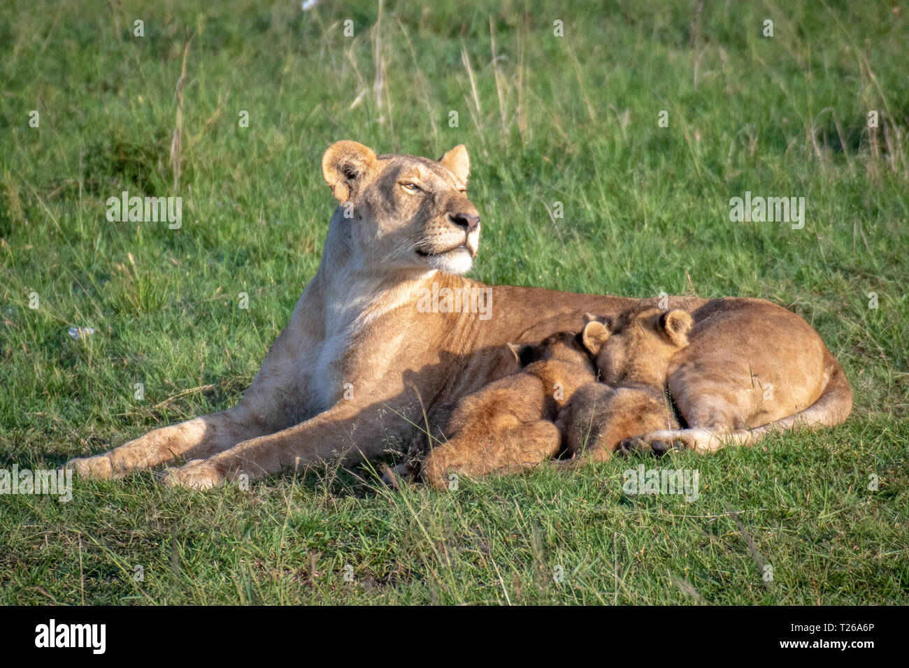 Lion cubs nursing hi-res stock photography and images - Alamy