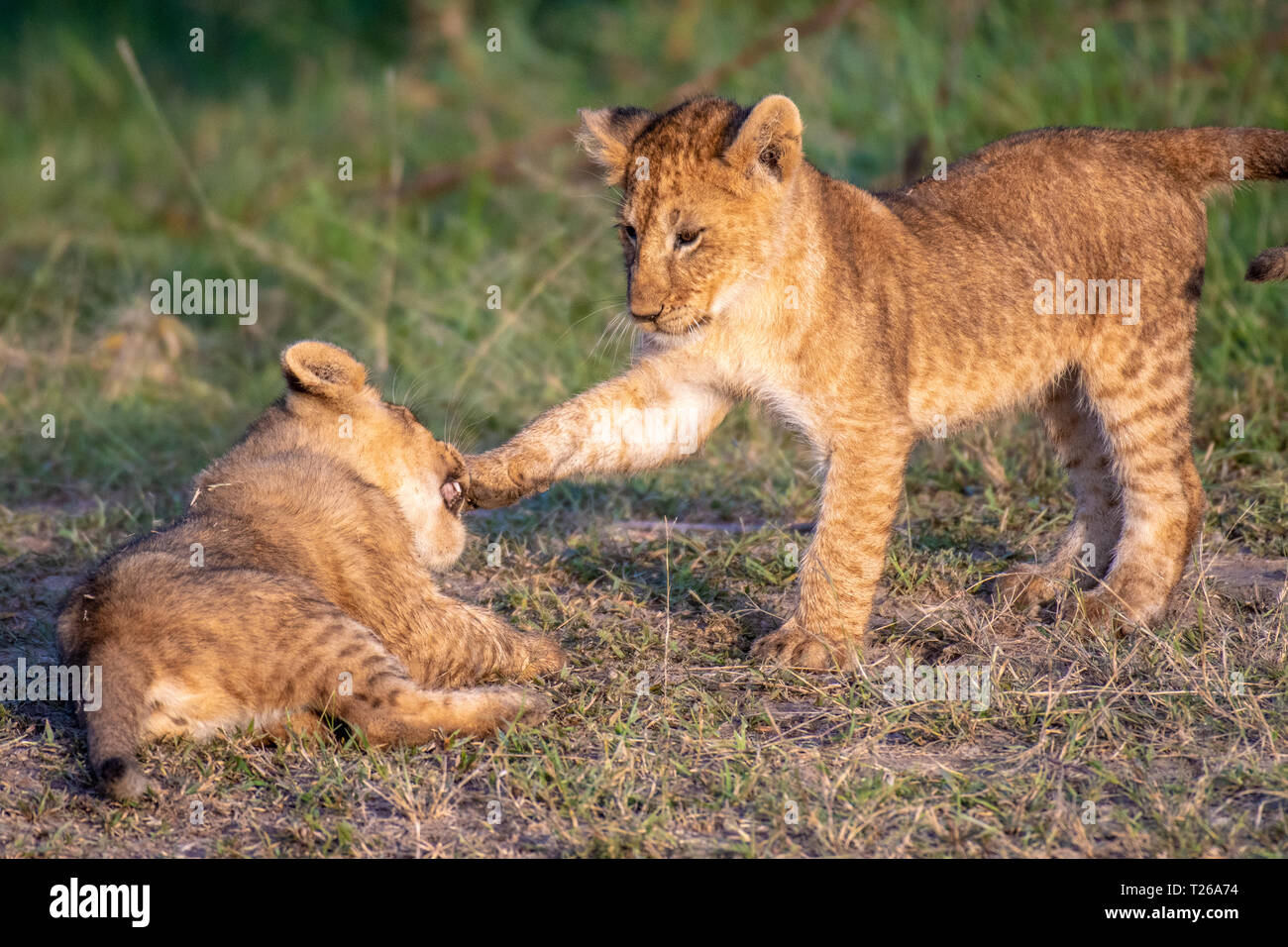 Lion cubs (Panthera leo) playing in Maasai Mara National Park, Kenya ...