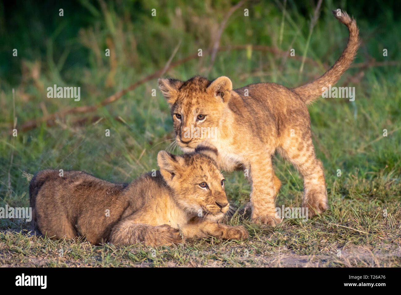 Lion cubs (Panthera leo) playing in Maasai Mara National Park, Kenya ...