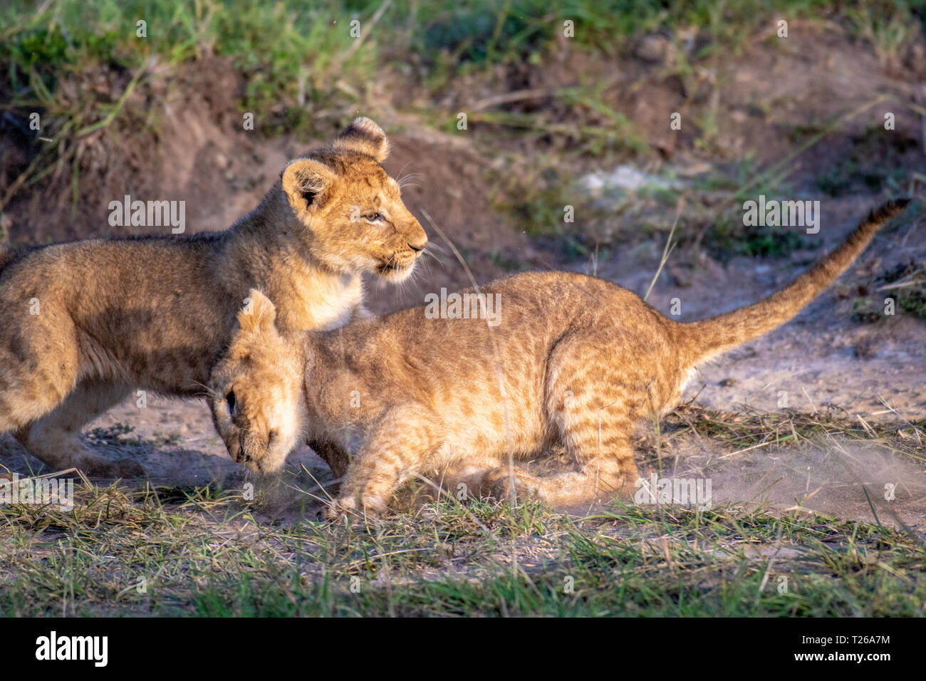 Lion cubs (Panthera leo) playing in Maasai Mara National Park, Kenya ...