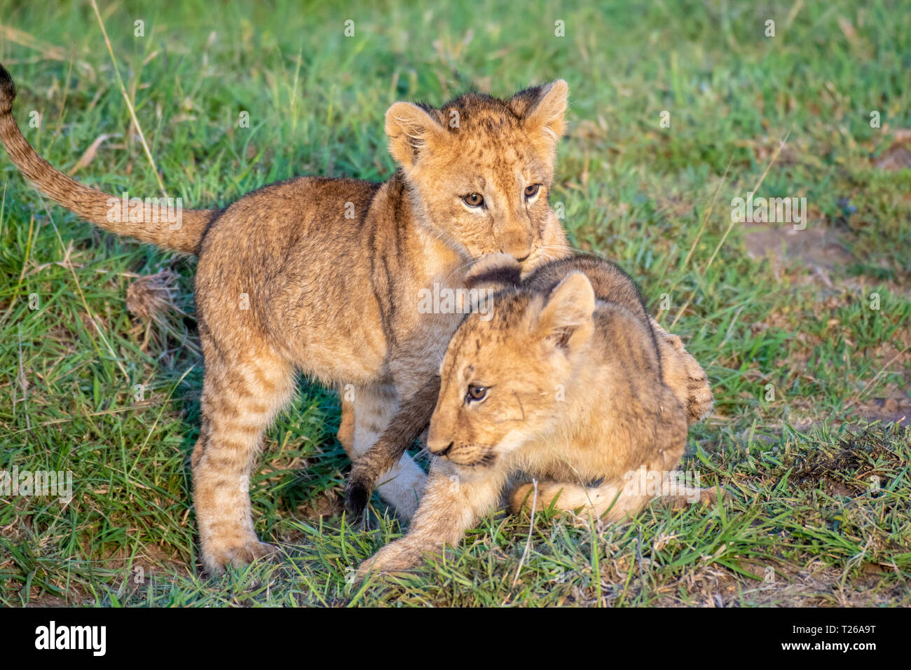 Two cub lions, (Panthera leo) in Maasai Mara National Park, Kenya ...