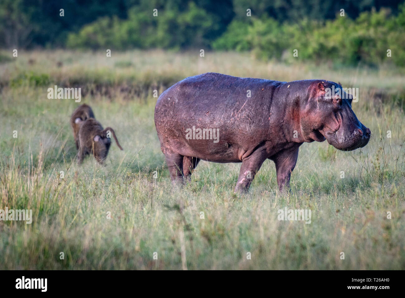 A Common hippopotamus (Hippopotamus amphibius) walking in the grass in  Maasai Mara National Reserve, Kenya. Stock Photo