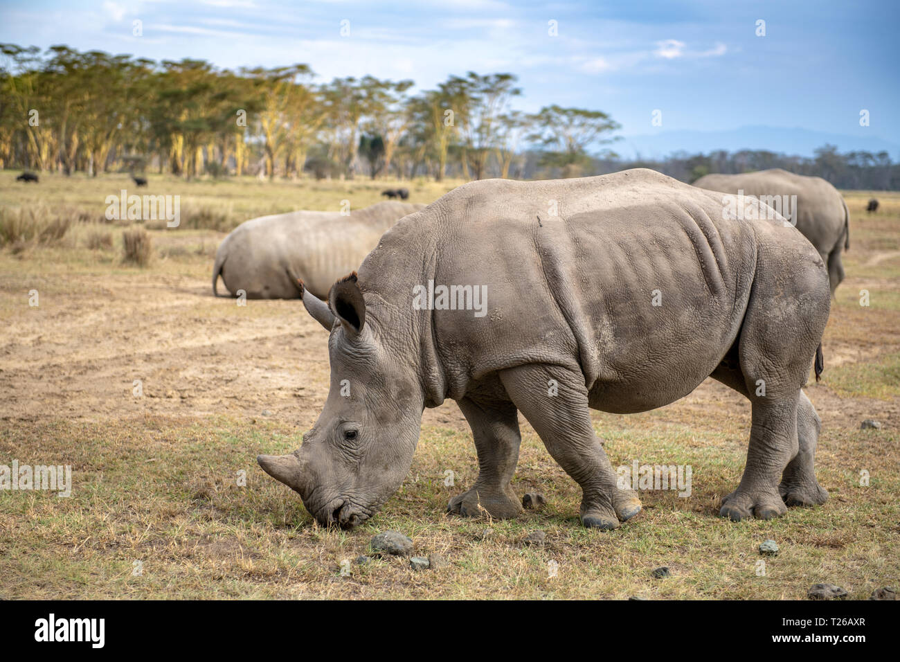 White rhinoceros or square-lipped rhinoceros (Ceratotherium simum)Nakuru National Park, Kenya Stock Photo