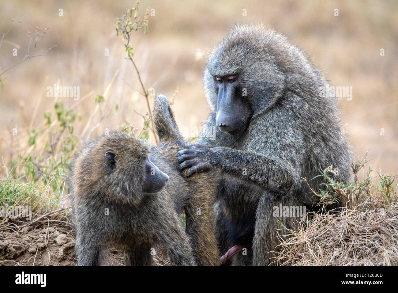 Two Olive baboons (Papio anubis), also called the Anubis baboon, Nakuru National Park, Kenya Nakuru National Park, Stock Photo