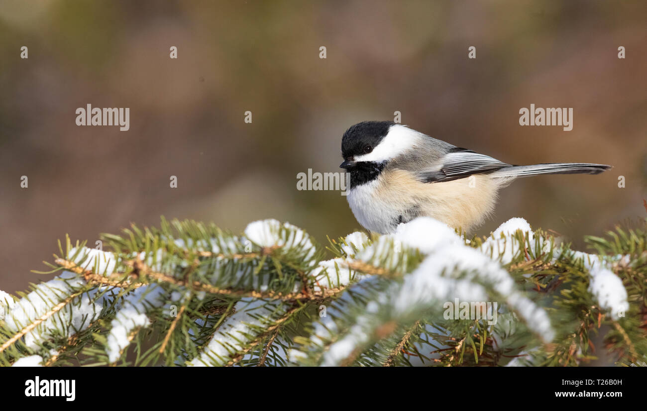 Black-capped chickadee perched in a spruce tree in northern Wisconsin. Stock Photo
