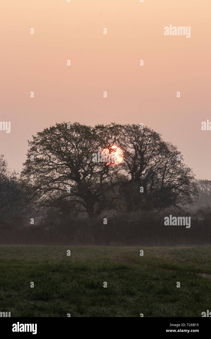 Sun rising behind trees in the English countryside Stock Photo