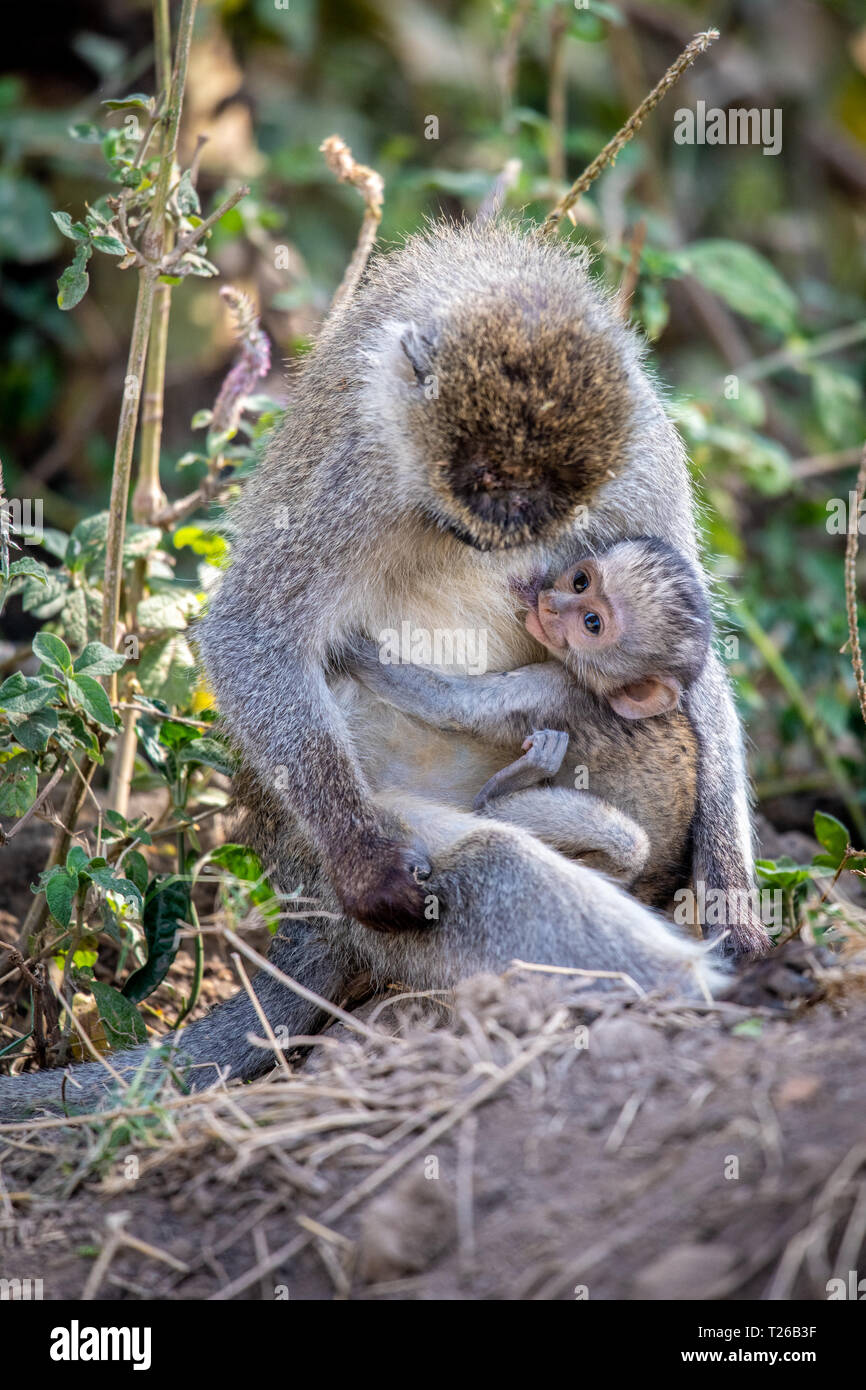 Vervet monkey with infant (Chlorocebus pygerythrus) Nakuru National Park, Kenya Stock Photo