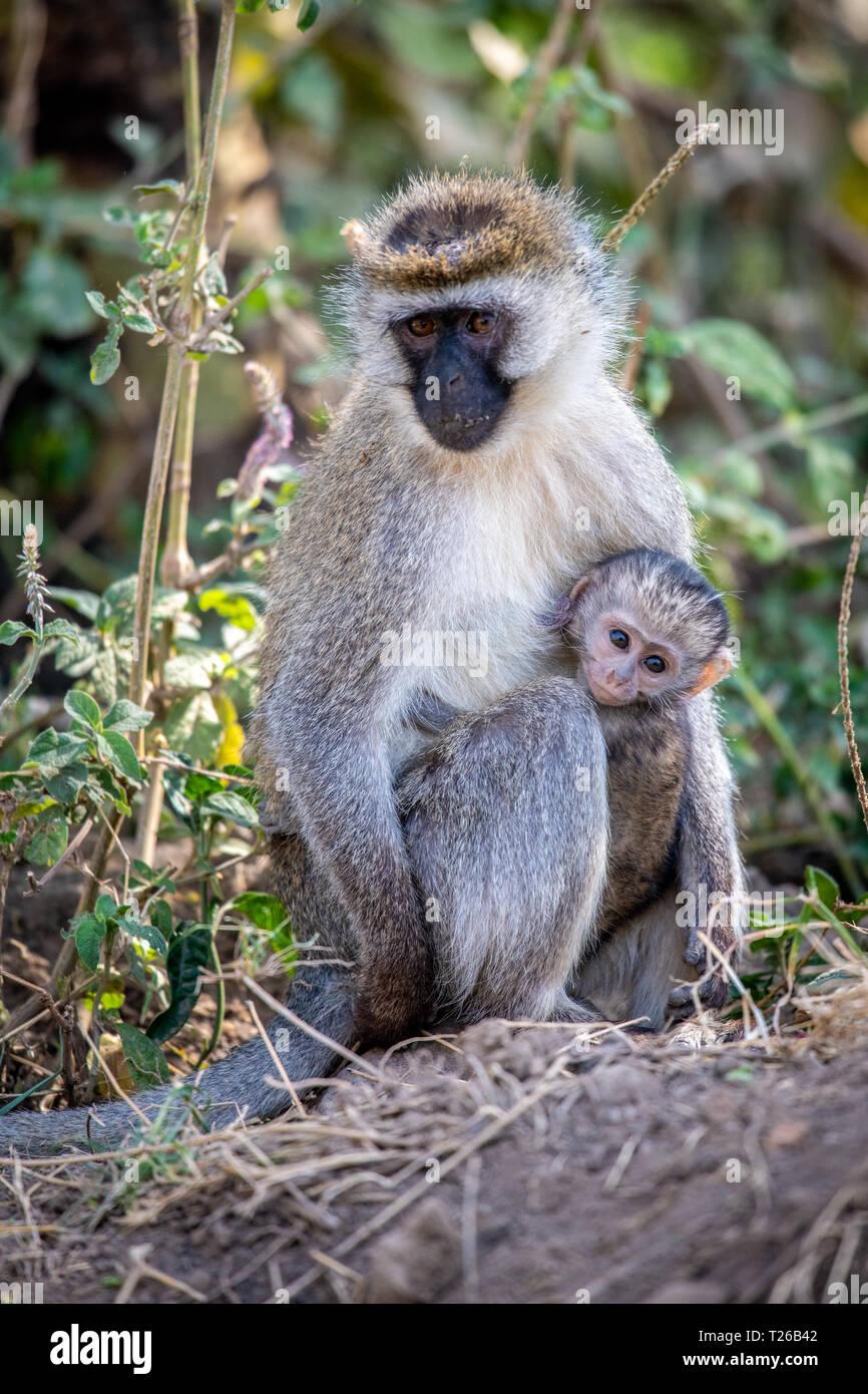 Vervet monkey with infant (Chlorocebus pygerythrus) Nakuru National Park, Kenya Stock Photo