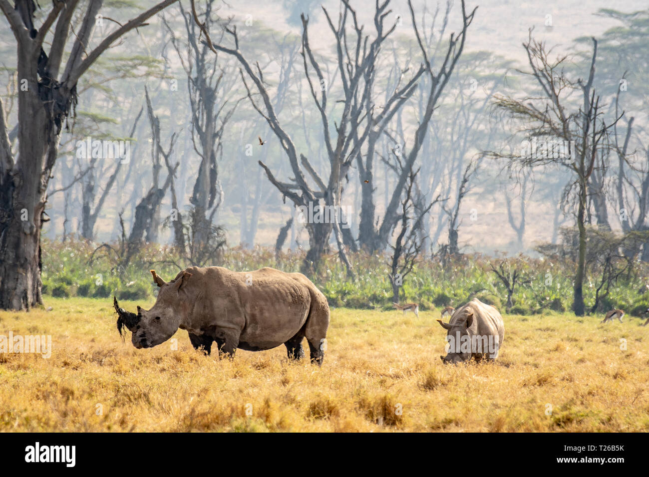 White rhinoceros or square-lipped rhinoceros (Ceratotherium simum)Nakuru National Park, Kenya Stock Photo