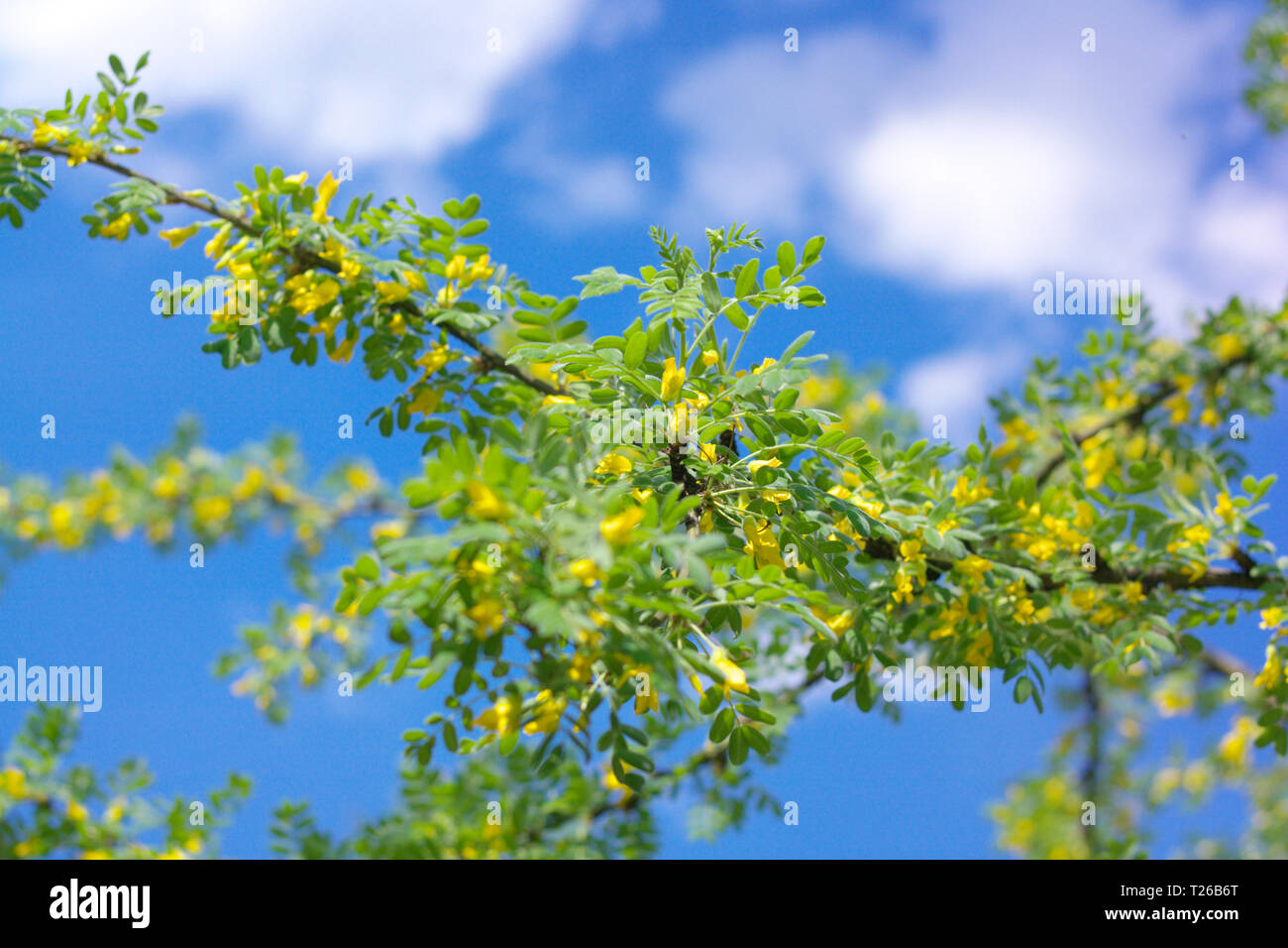 yellow acacia at Spring Stock Photo