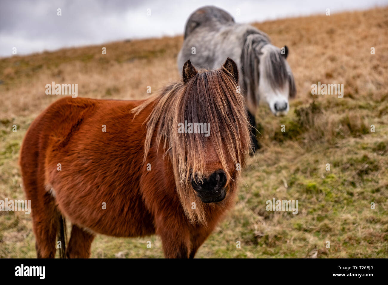 Dartmoor Ponies grazing Stock Photo Alamy