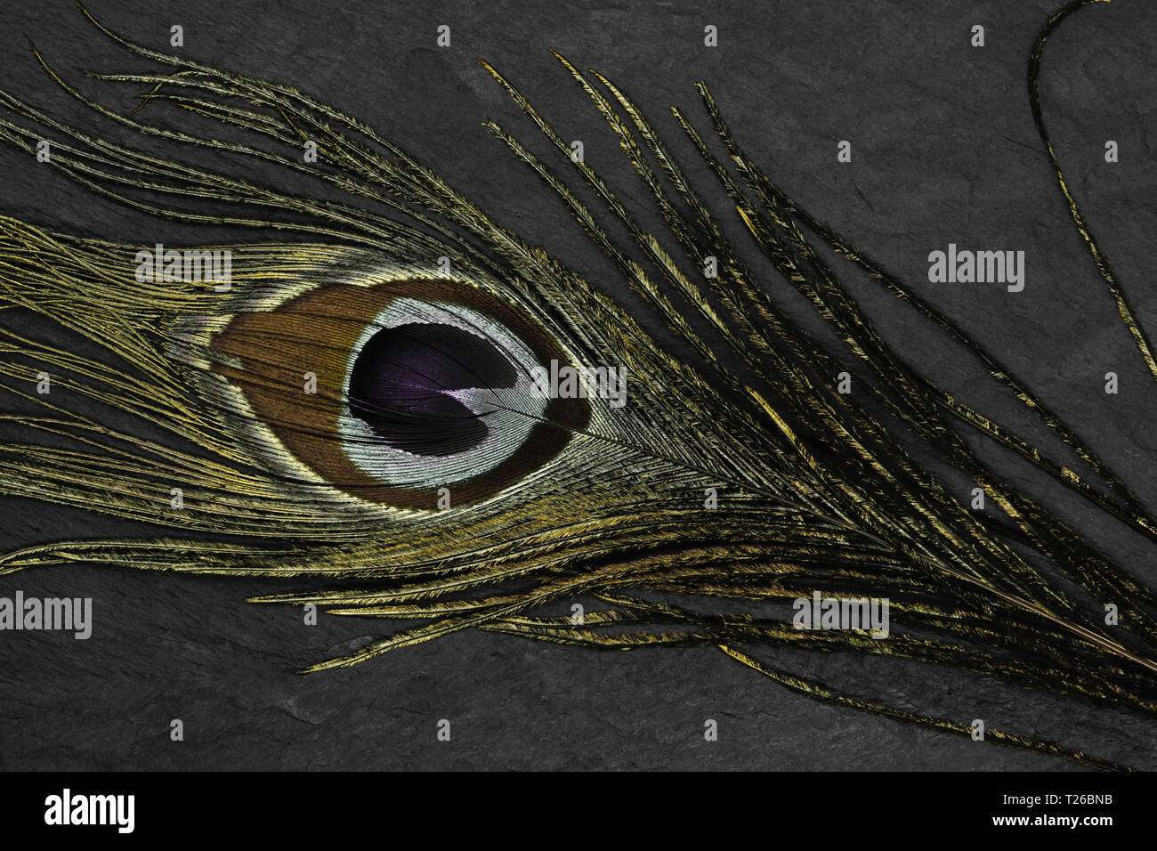 Abstract composition of golden peacock feather on black stone background Stock Photo