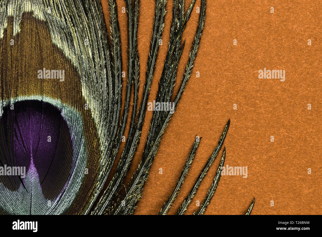 Abstract composition of golden peacock feather on brown background with copy space Stock Photo