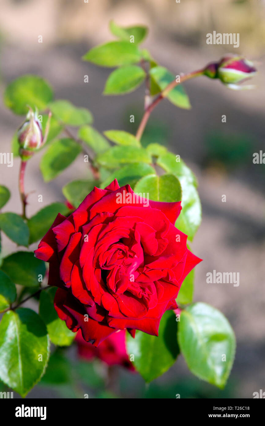 Fresh scarlet rose bud close with a blurred background - a classic declaration of love and tenderness Stock Photo