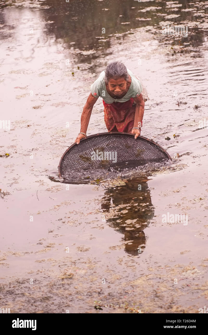 Aged,active,Mishmi,tribal,woman,catching,smsll fish,snails,,bamboo,round,net, Majuli,riverine ,island,hard life,surviving,Assom,N E India. Stock Photo