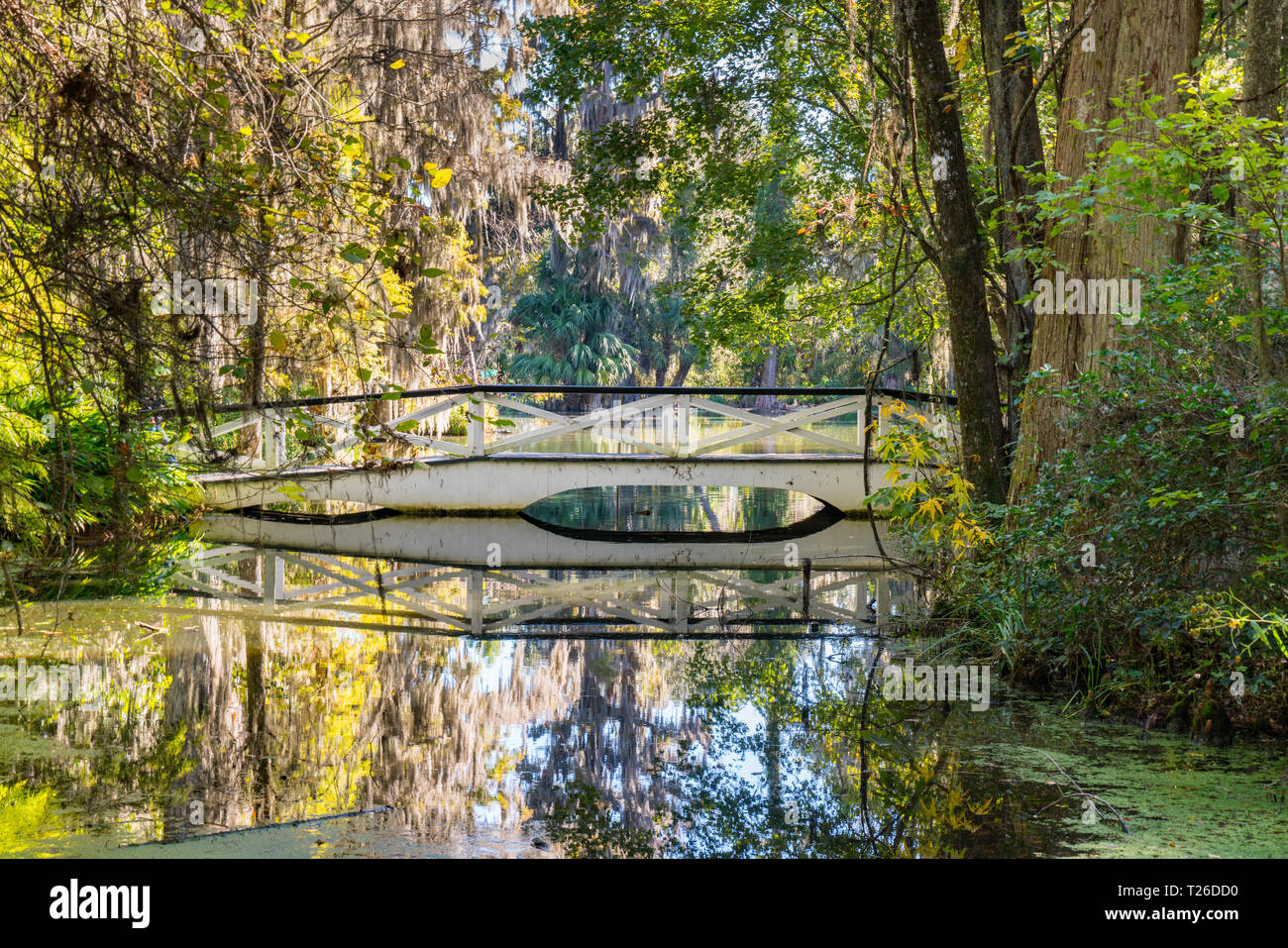 Reflection of white bridge over a lake in Magnolia Plantation in Charleston, South Carolina Stock Photo