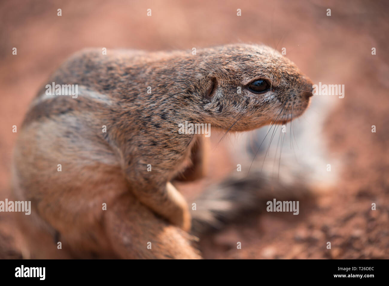 Closeup of an African Ground Squirrel (xerus scuiridae) twisted in action and looking at the camera, against a red soil background, South Africa Stock Photo