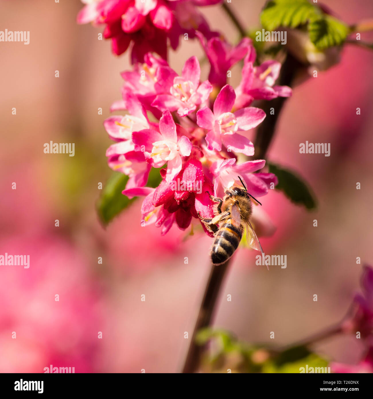 A honey bee feeding on a pink flowering currant plant. Stock Photo