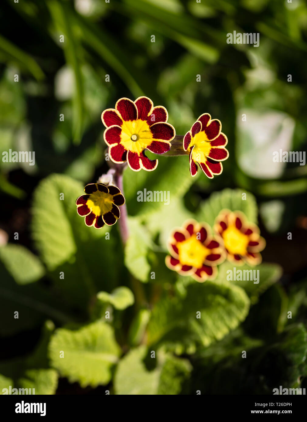 Dark red and yellow flowers of the Primula 