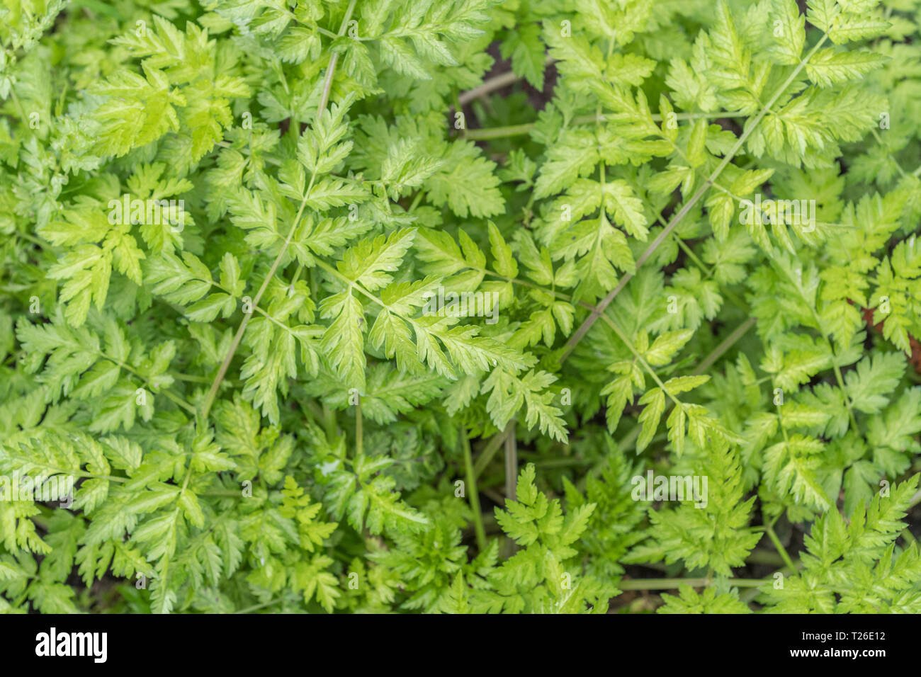 Leaves foliage of preflowering Cow Parsley Anthriscus sylvestris
