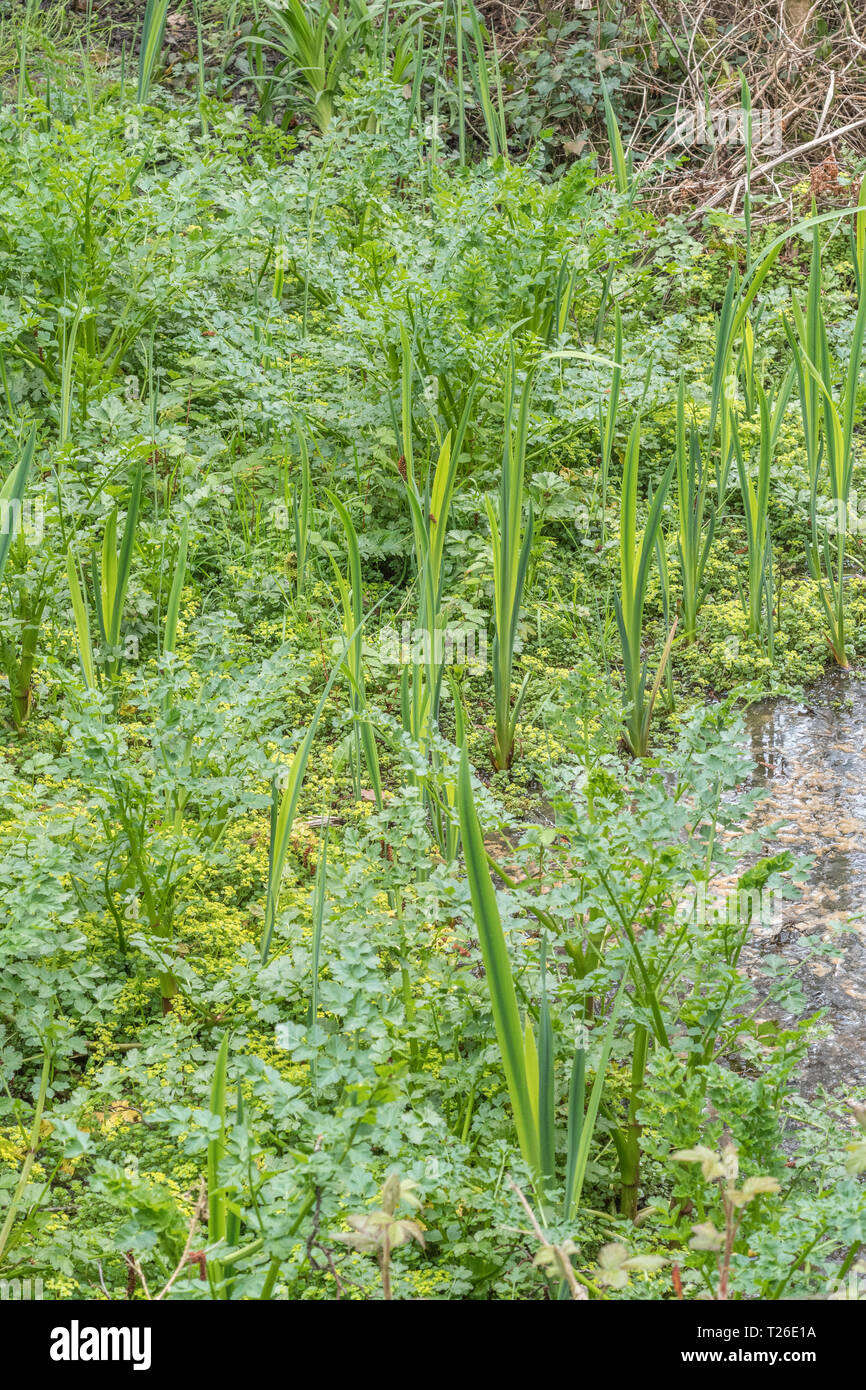 Long pre-flowering leaves of Yellow Iris / Iris pseudacorus and smaller Opposite-leaved Golden Saxifrage / Chrysosplenium oppositifolium in swamp area Stock Photo