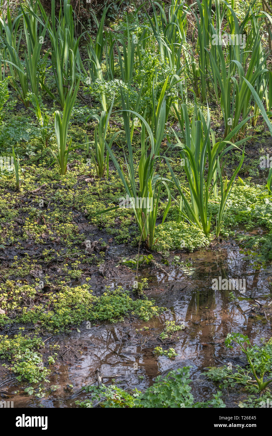 Long pre-flowering leaves of Yellow Iris / Iris pseudacorus and smaller Opposite-leaved Golden Saxifrage / Chrysosplenium oppositifolium in swamp area Stock Photo