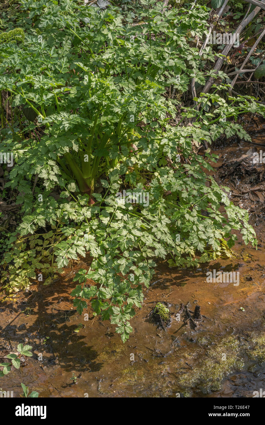 Springtime leaves of Hemlock Water-Dropwort / Oenanthe crocata in sunshine. Highly poisonous water-loving plant & one of UK's most poisonous plants. Stock Photo