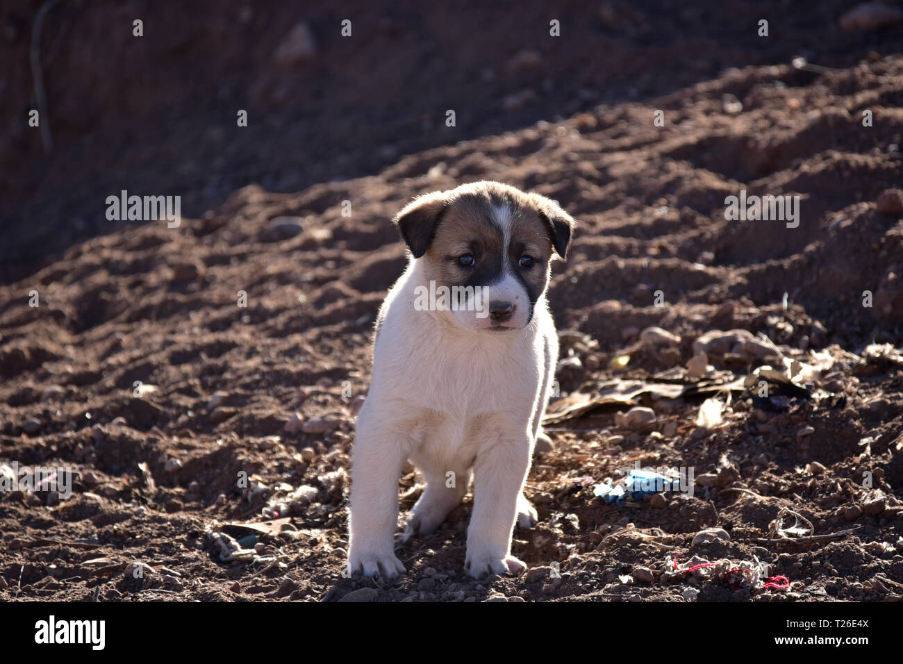 White stray puppy in the desert. Morocco Stock Photo