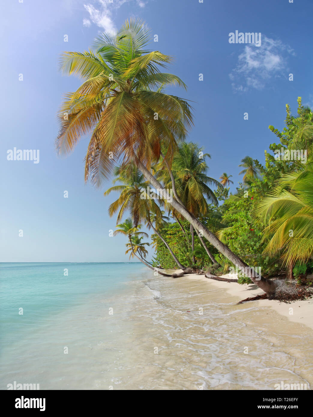 Palm beach near Pigeon Point (Tobago, West Indies) Stock Photo
