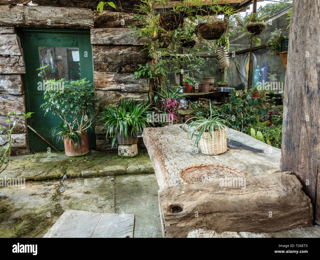 Interior of an old rustic green house with potted plants Stock Photo