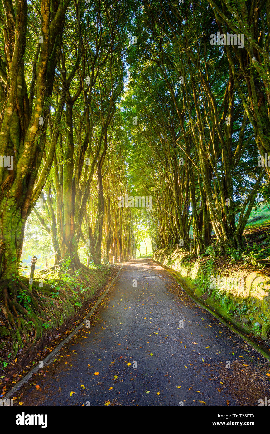 View downd a tree-lined alley at a resort in Costa Rica Stock Photo