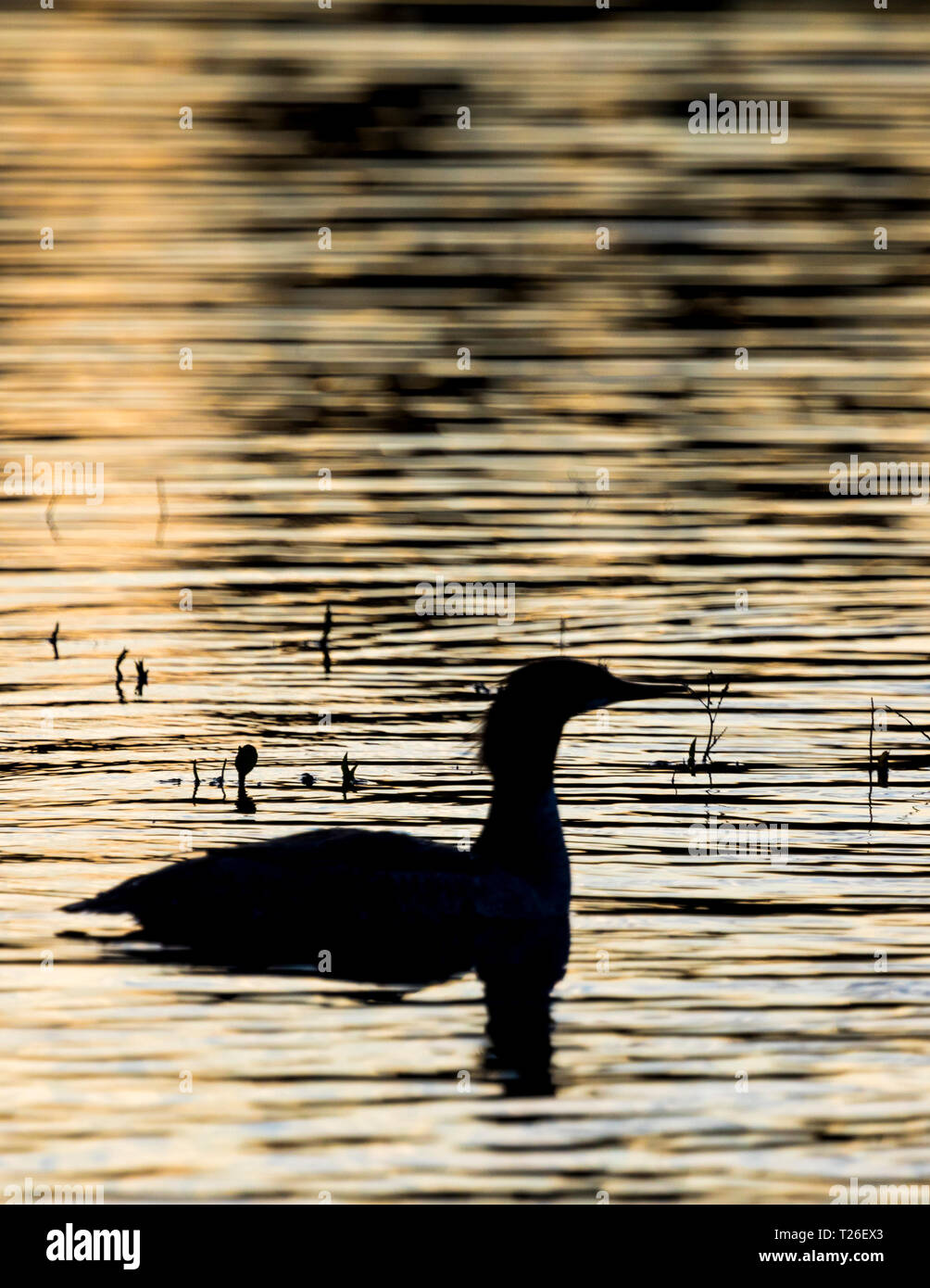 Duck in silhouette on water hi-res stock photography and images - Alamy