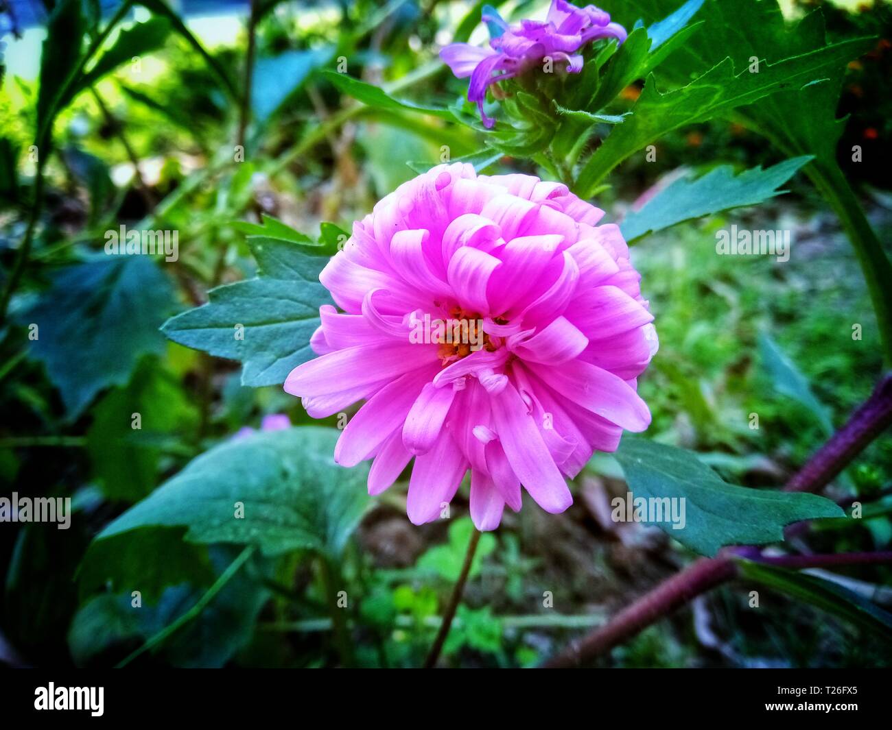 Bangladeshi flower hires stock photography and images Alamy