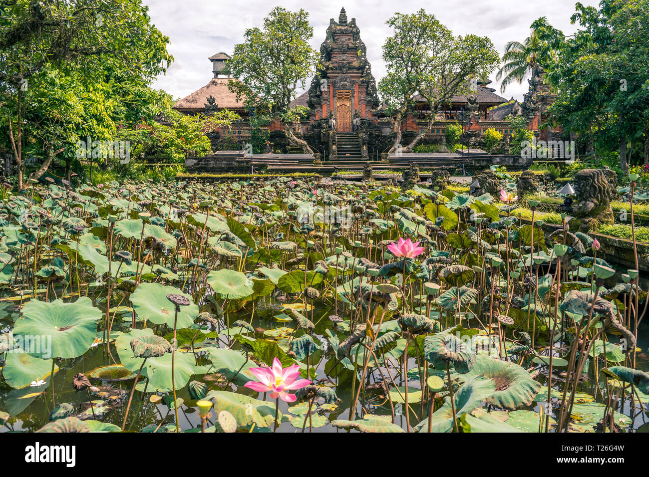 Garden with blooming sacred lotus flowers in front of Lotus (Saraswati) Temple in Ubud, Bali Stock Photo