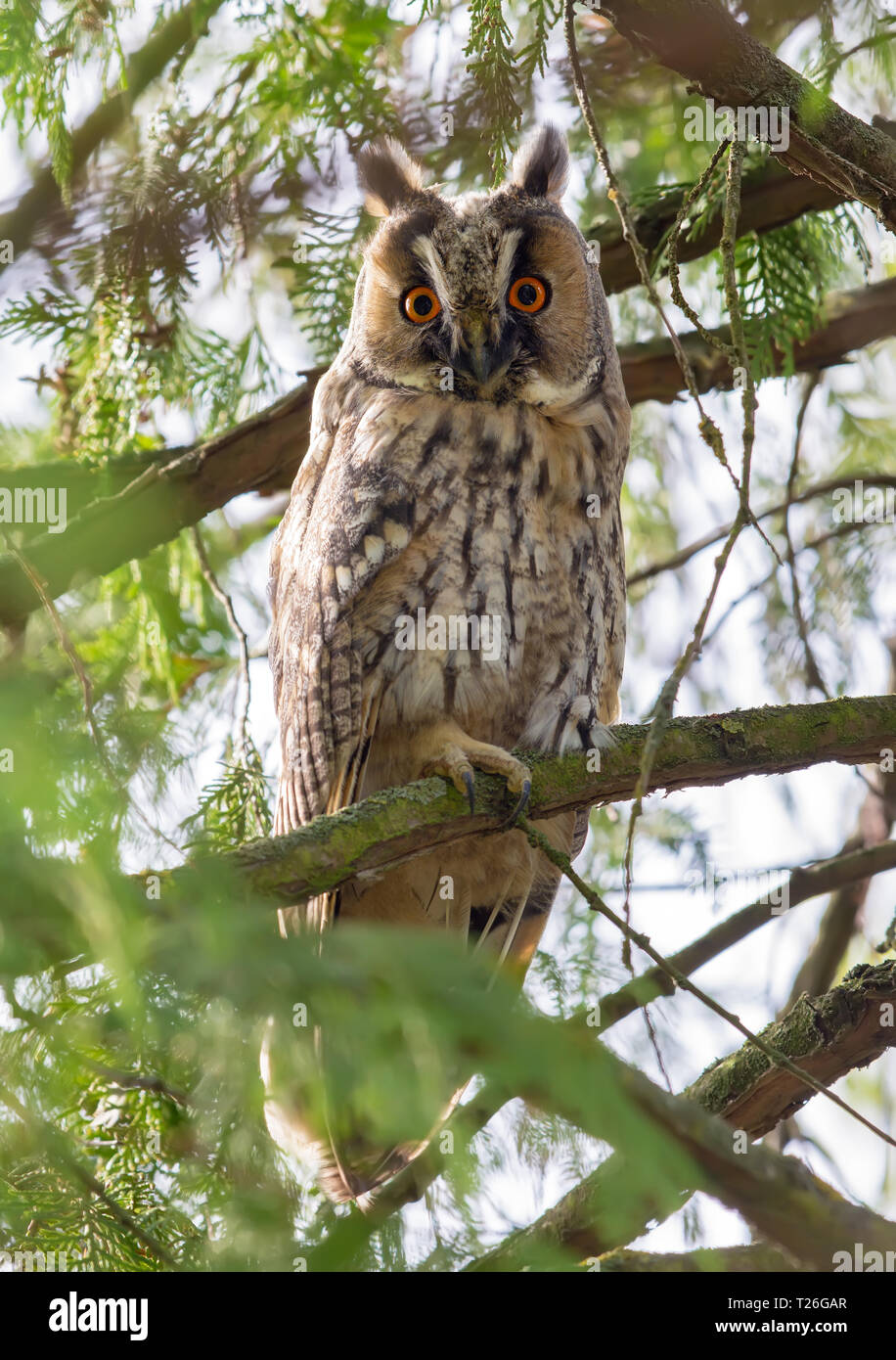 Long-eared owl perched in dense tree branches Stock Photo