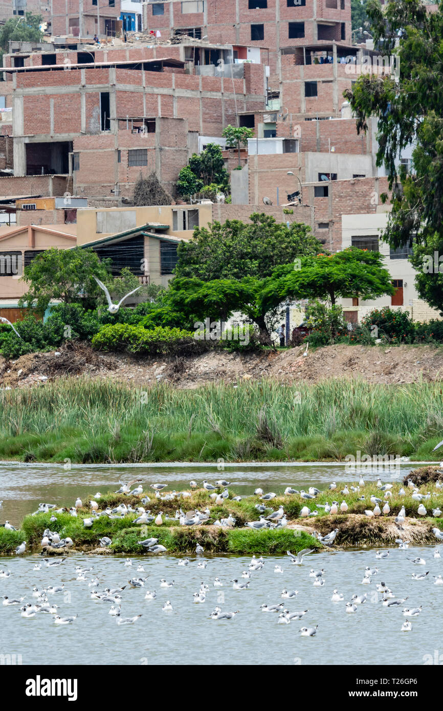 Los Pantanos de Villa Wildlife Refuge,acuatic birds,Lima,Peru.Invasion of the natural reserved zone by humans. Stock Photo